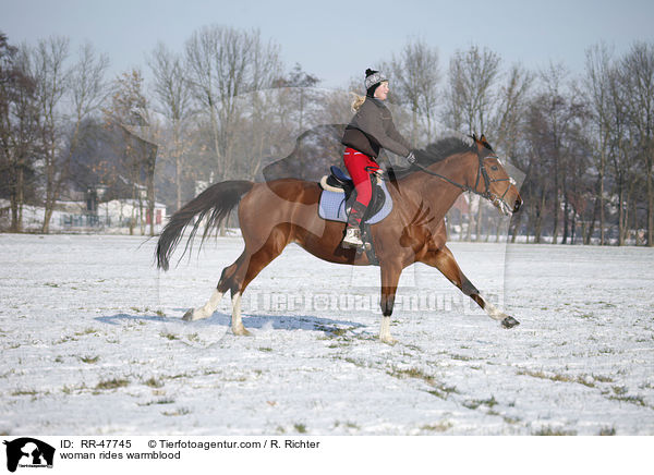 Frau reitet Deutsches Sportpferd / woman rides warmblood / RR-47745