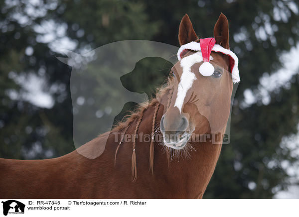 Deutsches Sportpferd Portrait / warmblood portrait / RR-47845