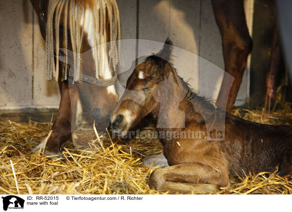 Stute mit Fohlen / mare with foal / RR-52015