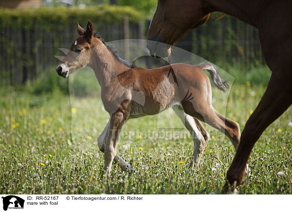 mare with foal / RR-52167