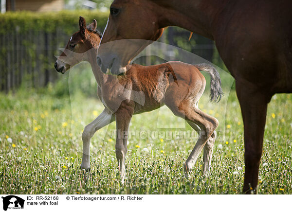 mare with foal / RR-52168