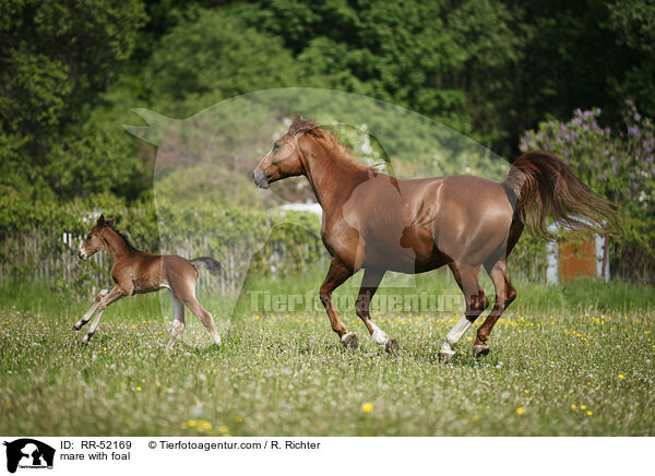 mare with foal / RR-52169