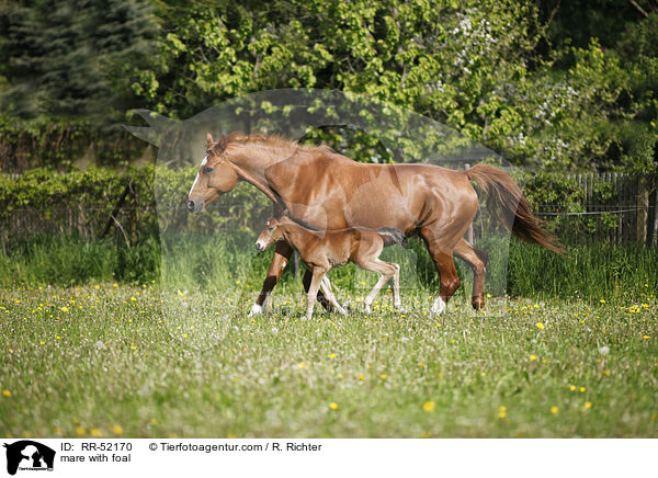 mare with foal / RR-52170