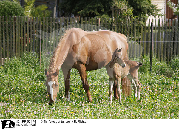 Stute mit Fohlen / mare with foal / RR-52174