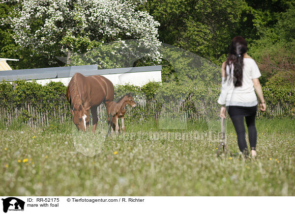 Stute mit Fohlen / mare with foal / RR-52175