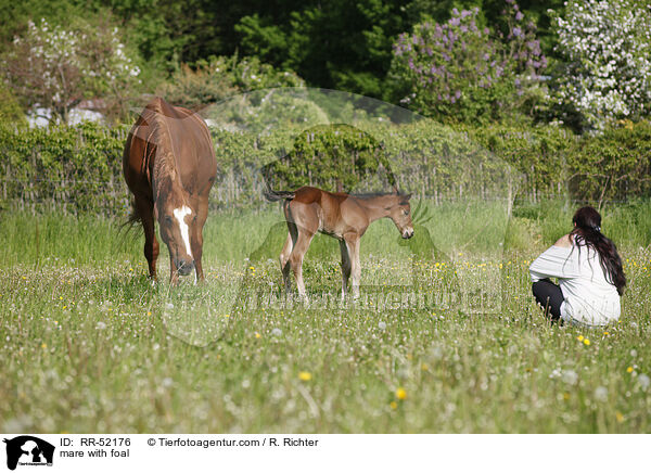 mare with foal / RR-52176
