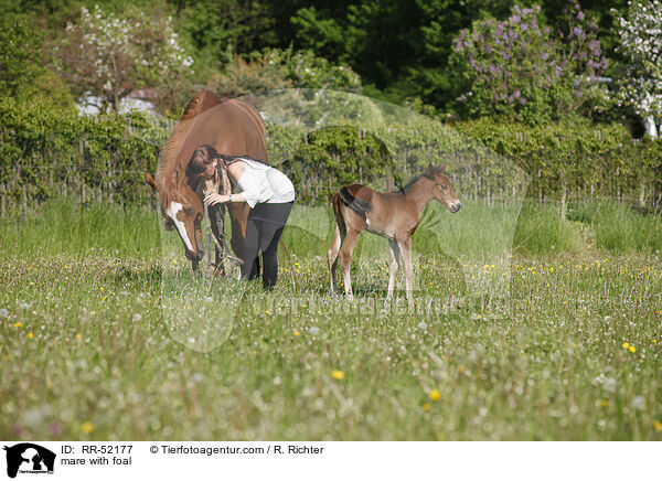 mare with foal / RR-52177