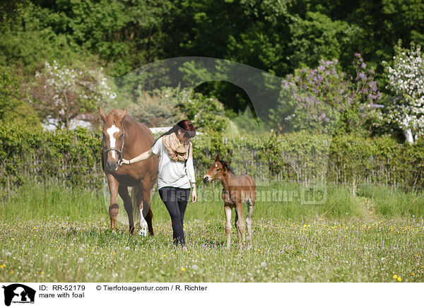mare with foal / RR-52179