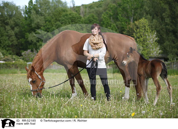 Stute mit Fohlen / mare with foal / RR-52185