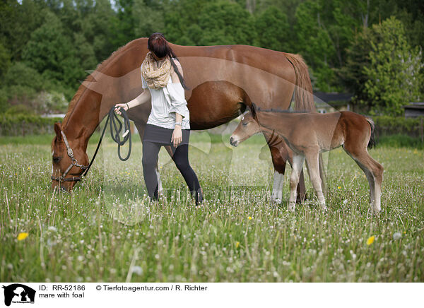 Stute mit Fohlen / mare with foal / RR-52186