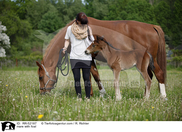 Stute mit Fohlen / mare with foal / RR-52187