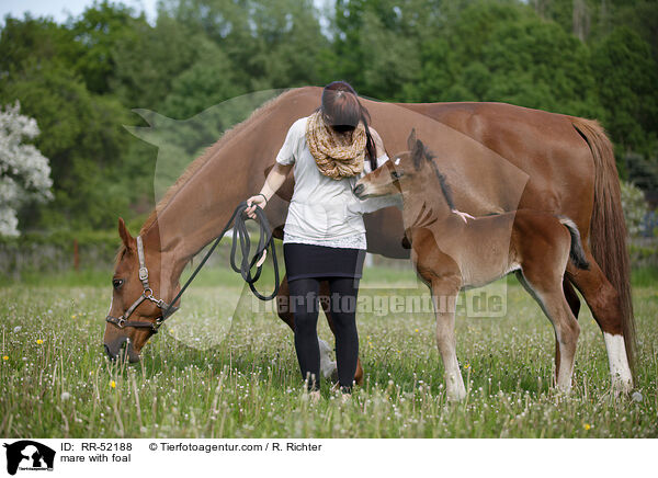 Stute mit Fohlen / mare with foal / RR-52188