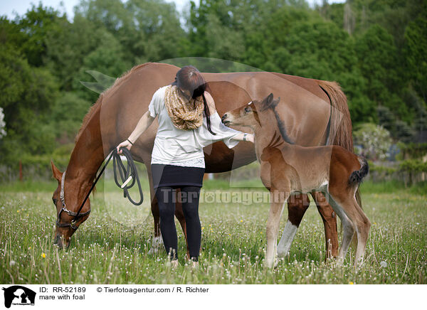 mare with foal / RR-52189