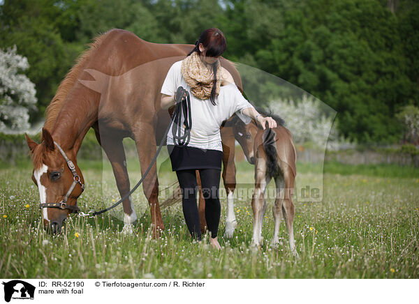 mare with foal / RR-52190