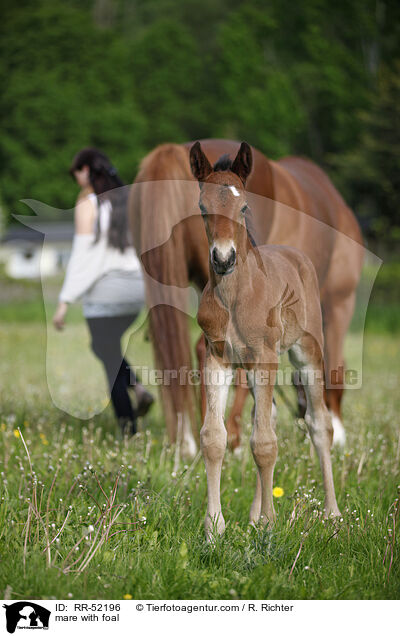 mare with foal / RR-52196
