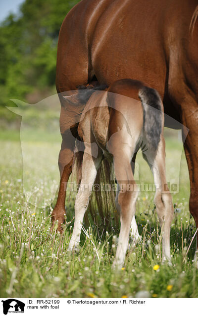 mare with foal / RR-52199