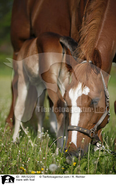 mare with foal / RR-52200