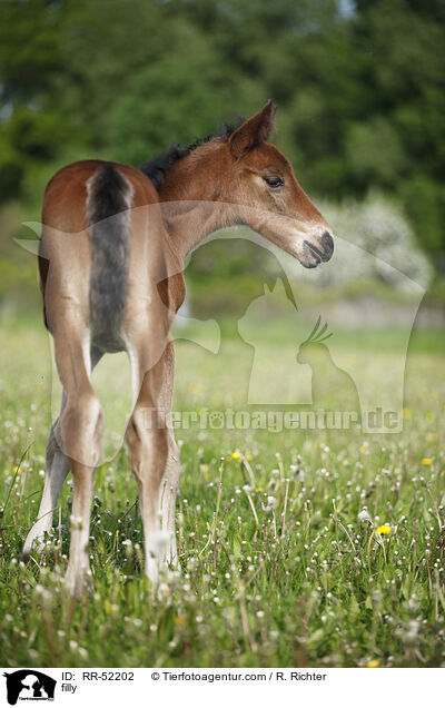 filly / RR-52202