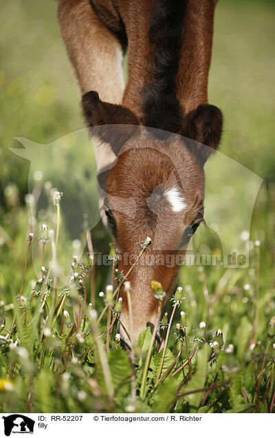 filly / RR-52207