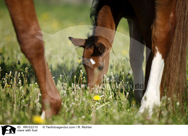 Stute mit Fohlen / mare with foal / RR-52210