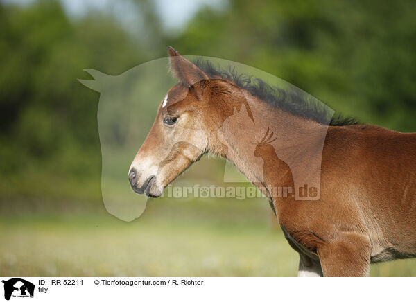 filly / RR-52211