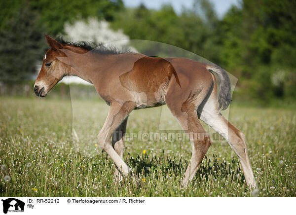 filly / RR-52212