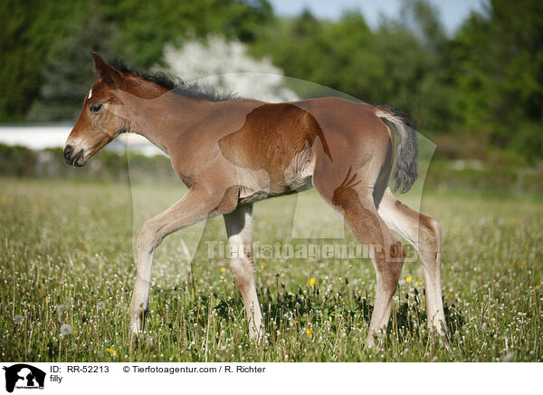 filly / RR-52213