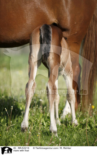 mare with foal / RR-52214