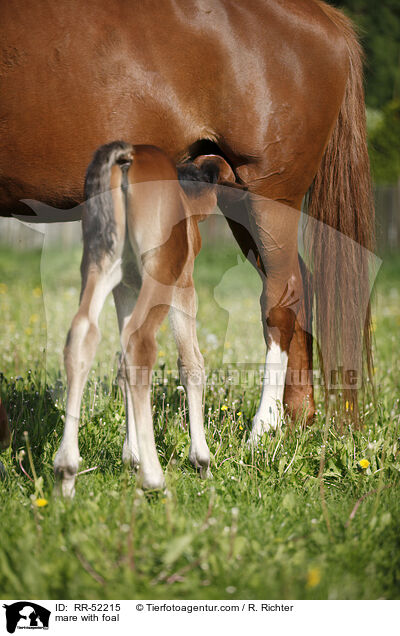 mare with foal / RR-52215