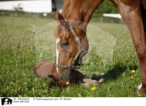 mare with foal / RR-52222