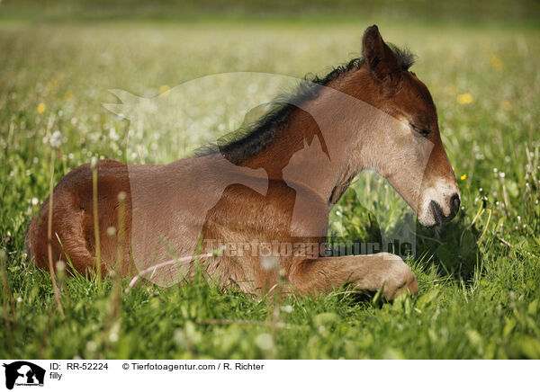 filly / RR-52224