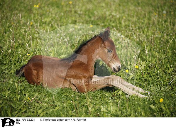 filly / RR-52231