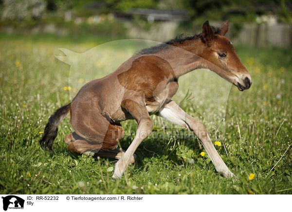 filly / RR-52232