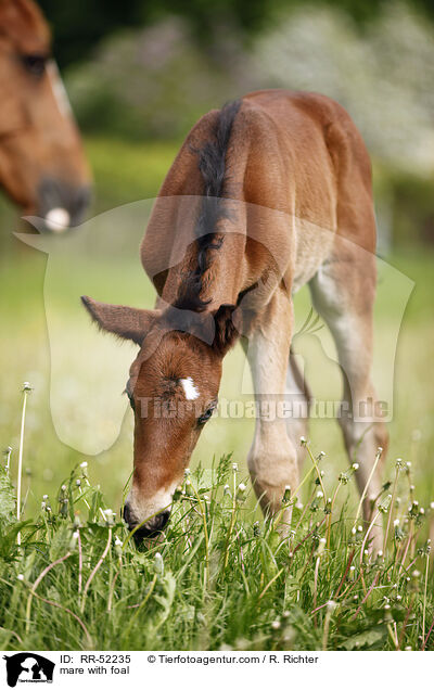 Stute mit Fohlen / mare with foal / RR-52235