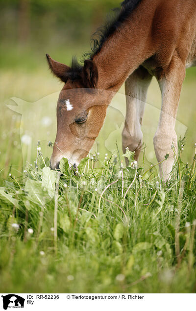 filly / RR-52236