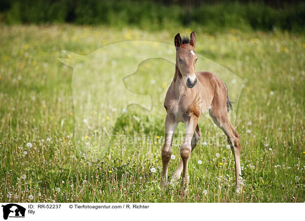 filly / RR-52237