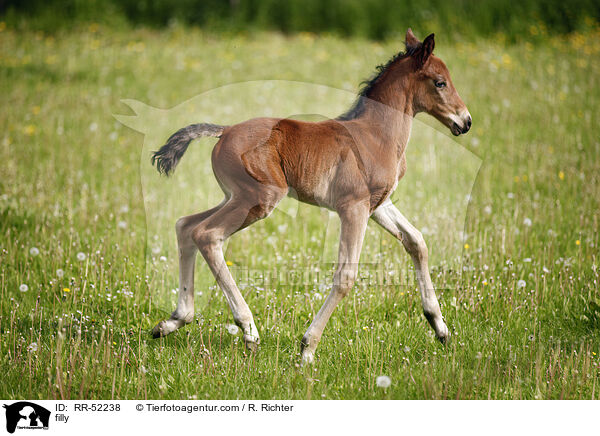filly / RR-52238