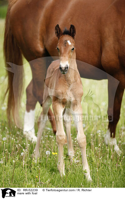 mare with foal / RR-52239