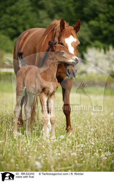 mare with foal / RR-52240