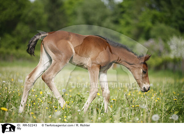 filly / RR-52243