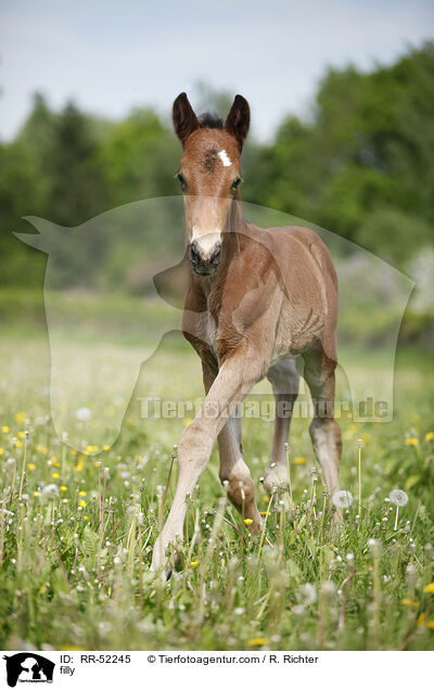 filly / RR-52245