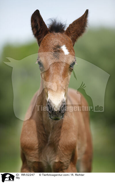 filly / RR-52247