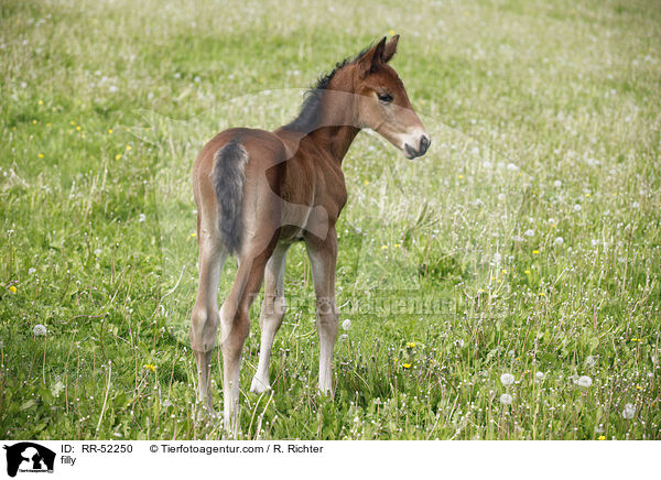 filly / RR-52250