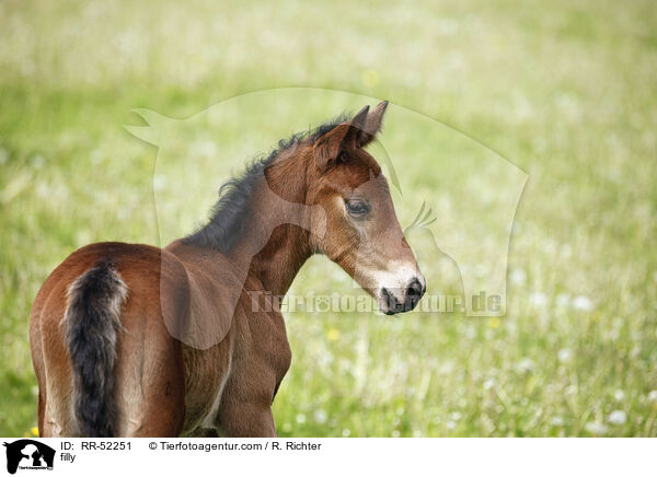filly / RR-52251