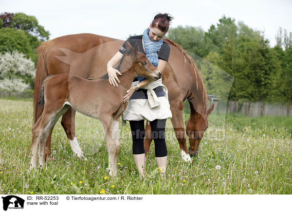 mare with foal / RR-52253