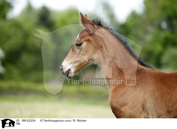 filly / RR-52254
