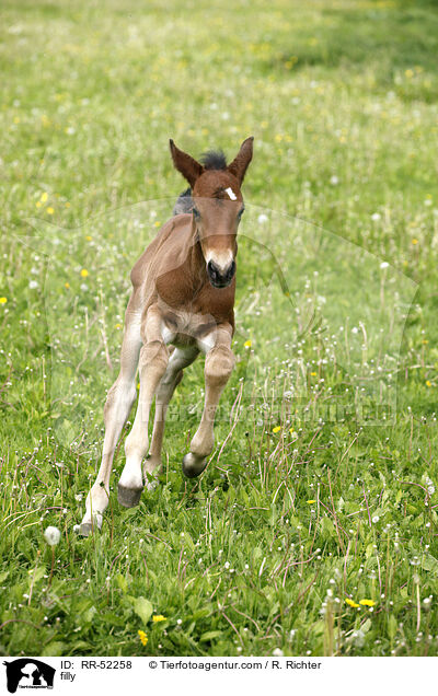 filly / RR-52258