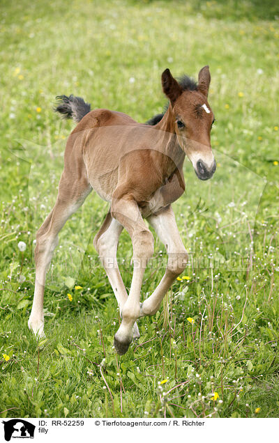 filly / RR-52259