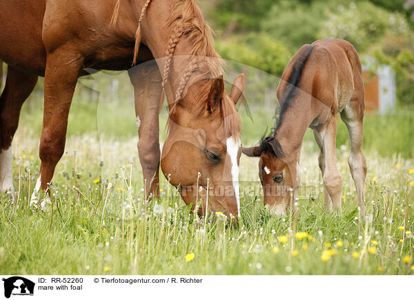 Stute mit Fohlen / mare with foal / RR-52260
