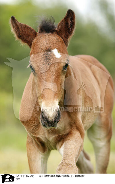 filly / RR-52261